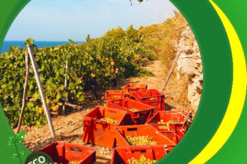 "OPG" Banana Zvuka i Kandžije